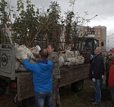 Проект Галины Лиховозовой «Посади дерево - подари городу чистый воздух»